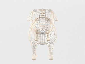 pug 3D Model