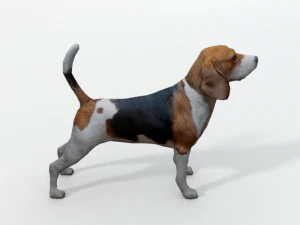 beagle dog 3D Model