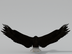 bald eagle Modello 3D