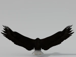 bald eagle 3D Model