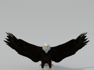 bald eagle Modello 3D