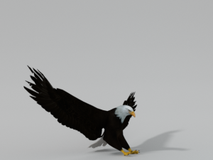 bald eagle Modello 3D