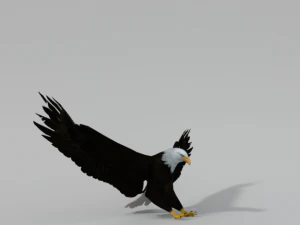 bald eagle 3D Model