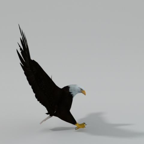 bald eagle Modello 3D .c4d .max .obj .3ds .fbx .stl .blend 