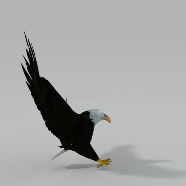 bald eagle 3D Model .c4d .max .obj .3ds .fbx .stl .blend 