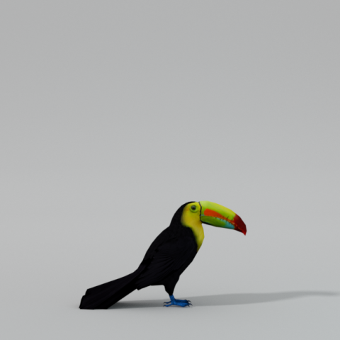 toucan 3Dモデル .c4d .max .obj .3ds .fbx .stl .blend 