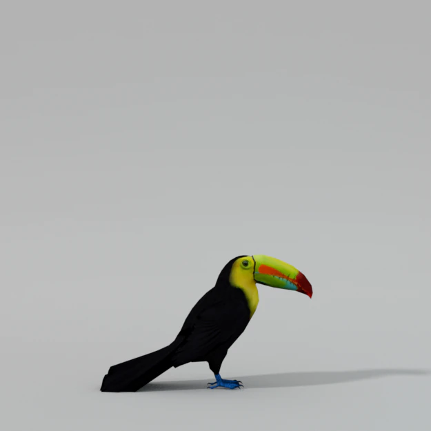 toucan Modèle 3D .c4d .max .obj .3ds .fbx .stl .blend