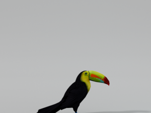 toucan 3D Model