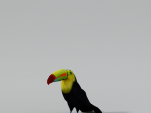 toucan 3Dモデル