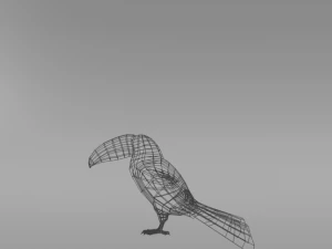toucan Modèle 3D