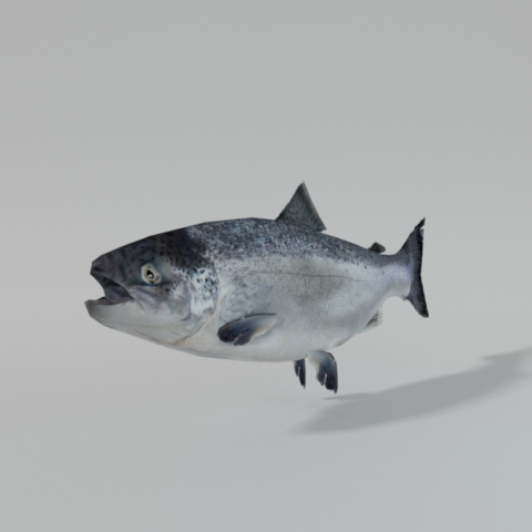 salmon 3Dモデル .c4d .max .obj .3ds .fbx .stl .blend 