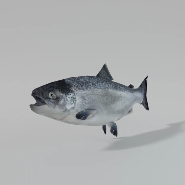 salmon 3D Model .c4d .max .obj .3ds .fbx .stl .blend 