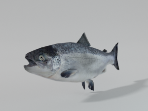 salmon 3D-Modell