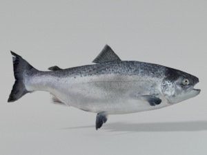 salmon 3Dモデル