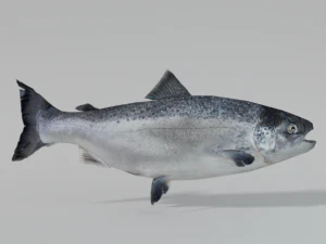 salmon 3D Model