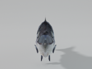 salmon 3Dモデル