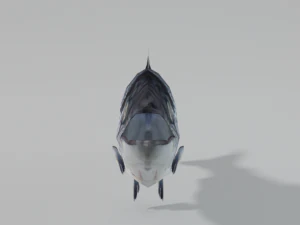 salmon 3D Model