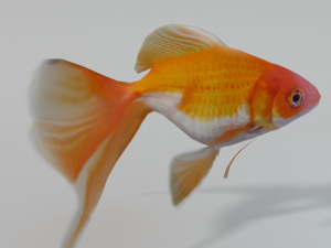 goldfish 3D Model
