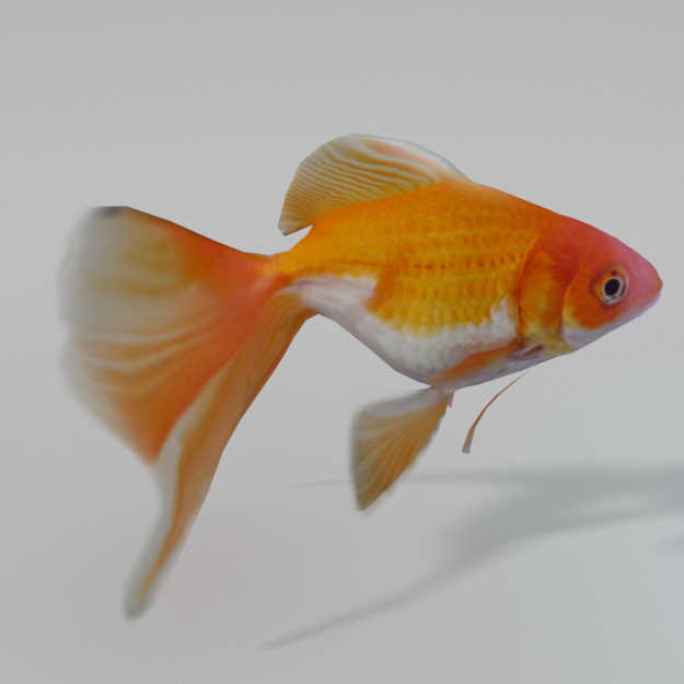 Goldfish 3d Model In Fish 3dexport