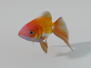 goldfish 3D Model
