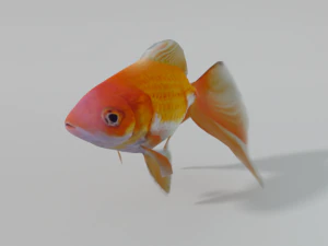 peixinho dourado Modelo 3D