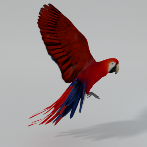 red macaw Modèle 3D .c4d .max .obj .3ds .fbx .stl .blend 
