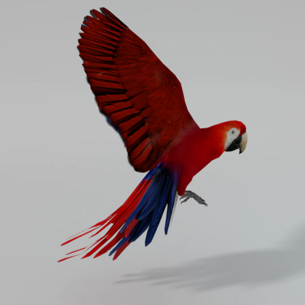 red macaw 3D Model .c4d .max .obj .3ds .fbx .stl .blend