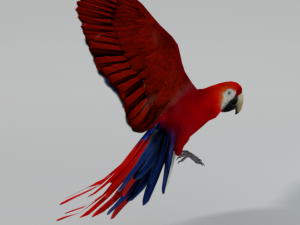 red macaw 3D Model