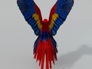 red macaw Modèle 3D