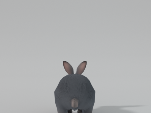 grey rabbit 3D 模型
