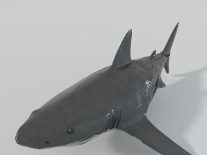 white shark 3D Model