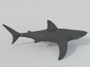 white shark 3Dモデル