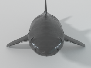 white shark 3Dモデル