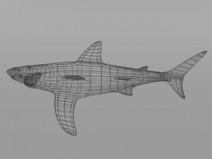 white shark 3Dモデル