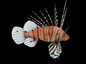 lionfish 3D Model