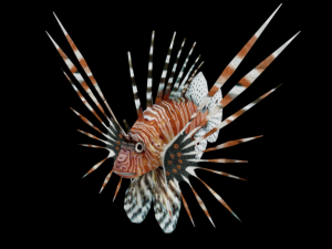 lionfish 3D Model