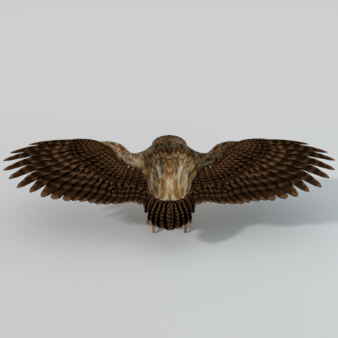 barn owl Model 3D .c4d .max .obj .3ds .fbx .stl .blend