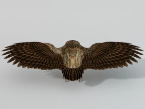 barbagianni Modello 3D