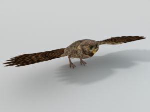 barn owl Model 3D