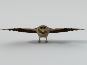 barn owl Model 3D