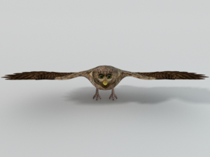 barn owl Model 3D