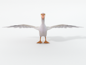 pelican 3D 모델