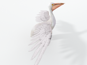 pelican 3D 모델