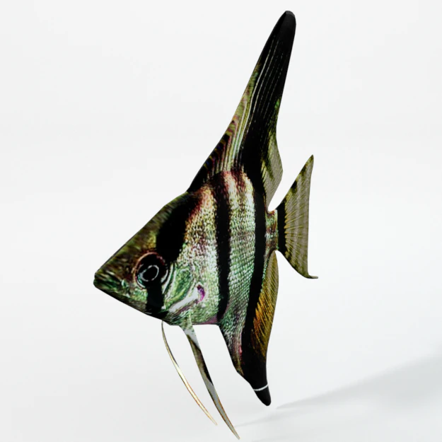 angelfish 3D Model .c4d .max .obj .3ds .fbx .stl .blend 