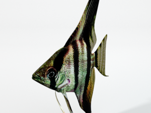 angelfish 3D Model
