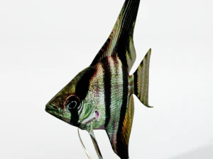 एंजेलफिश 3D मॉडल