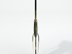 angelfish 3D Model