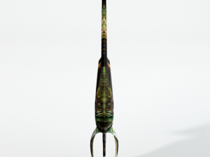 angelfish 3D Model