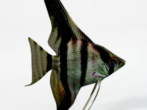 angelfish 3D Model