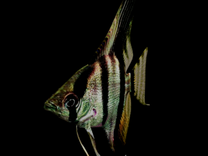 angelfish 3D Model